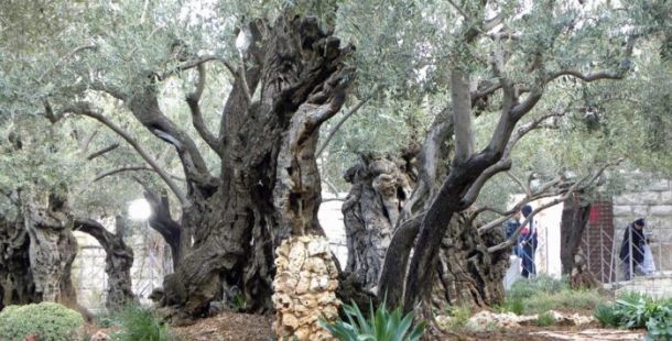 Gerusalemme, Orto dei Getsemani,
