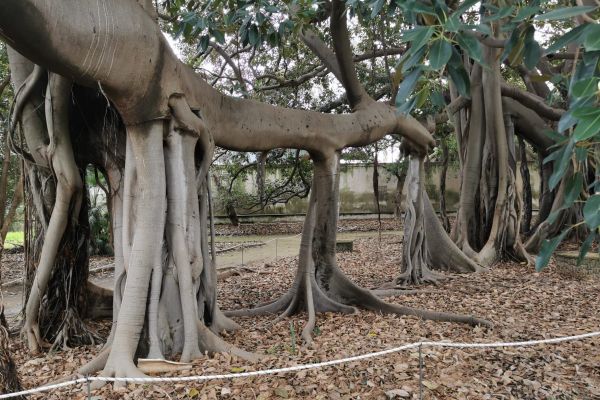 orto botanico