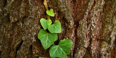 Alla caccia della Volpe Verde. Sonnambulo