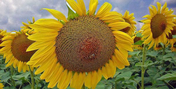 girasole