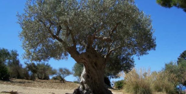 Istantanee dalla Palestina di oggi e un' elegia per i bambini ebrei e palestinesi di domani