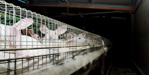 allevamento industriale conigli