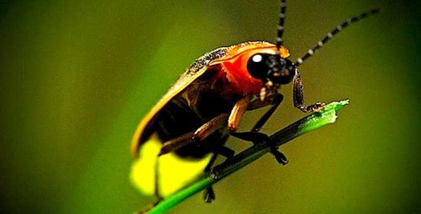 lucciole