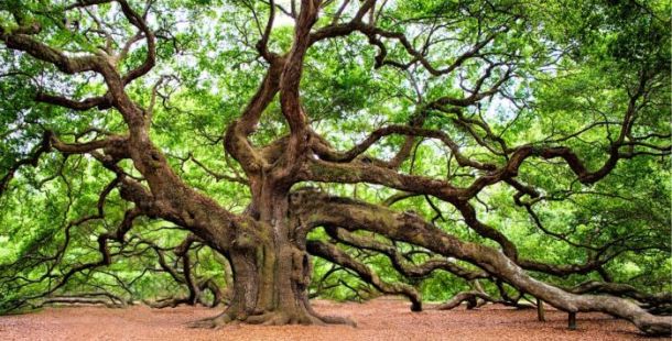 albero secolare quercia