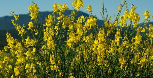 ginestre barbiana