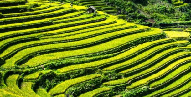 vietnam agricoltura verde