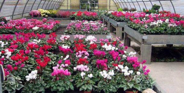 serra-ciclamini-fiori