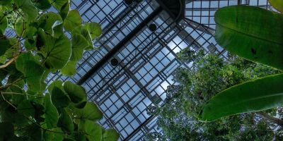 le storie di costanza alla caccia della volpe verde la serra