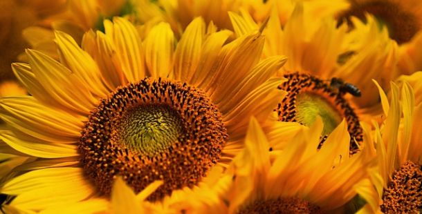 Parole a capo. Francesco Papallo: "Il tradimento dei girasoli" e altre poesie