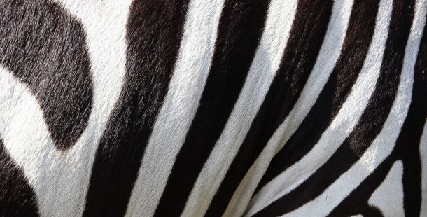 Zebra. Sogni da realizzare
