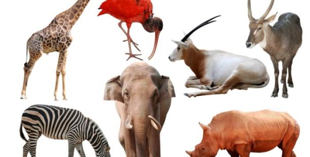 L'Europa e gli armamenti: il finto erbivoro tra i carnivori