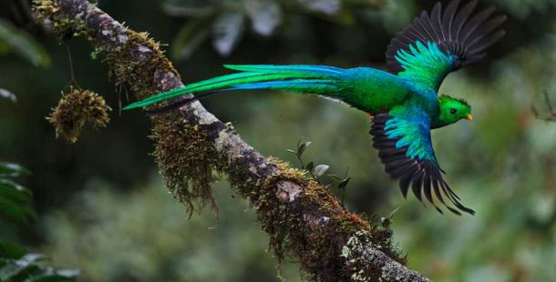 fotografia-delta-natura-birdwatching