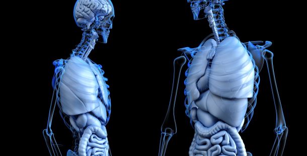 Corpi, anatomia