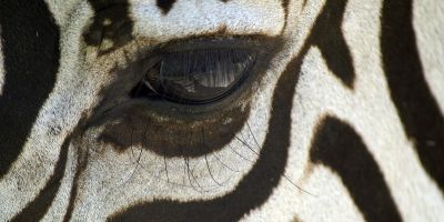 zebra. fa parte della vita