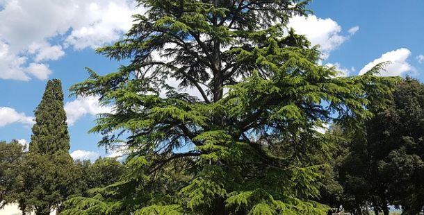 In difesa degli alberi