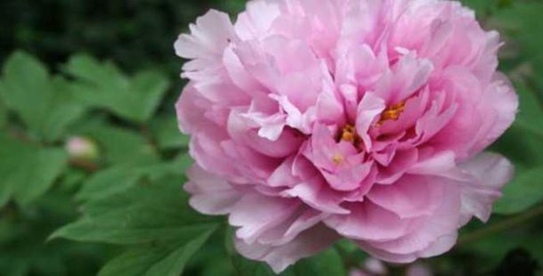 Un fiore