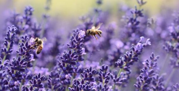 api ronzanti lavanda