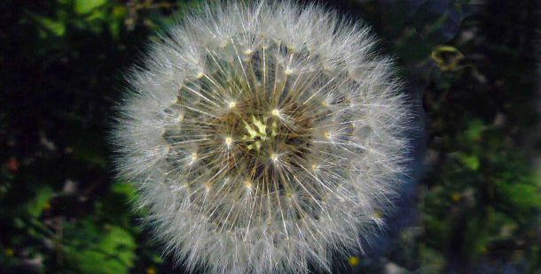 soffione