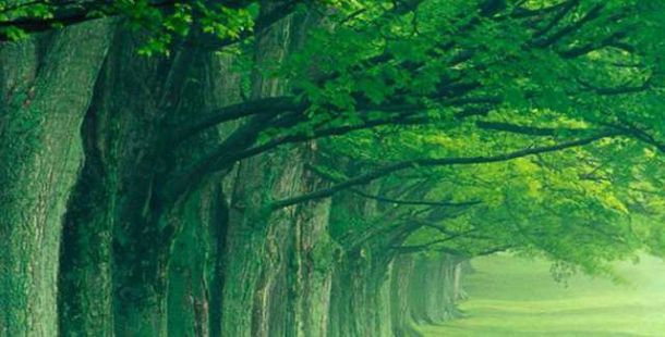 alberi