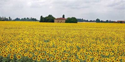girasoli-aldo-gessi