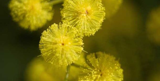mimosa