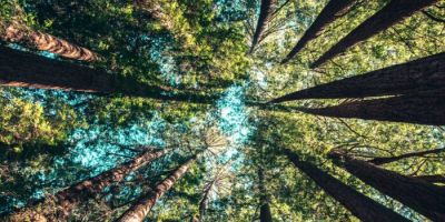 alberi bosco cielo