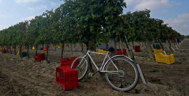 uva-Fortana-vini-sabbie-mercato-terra-fotoclub