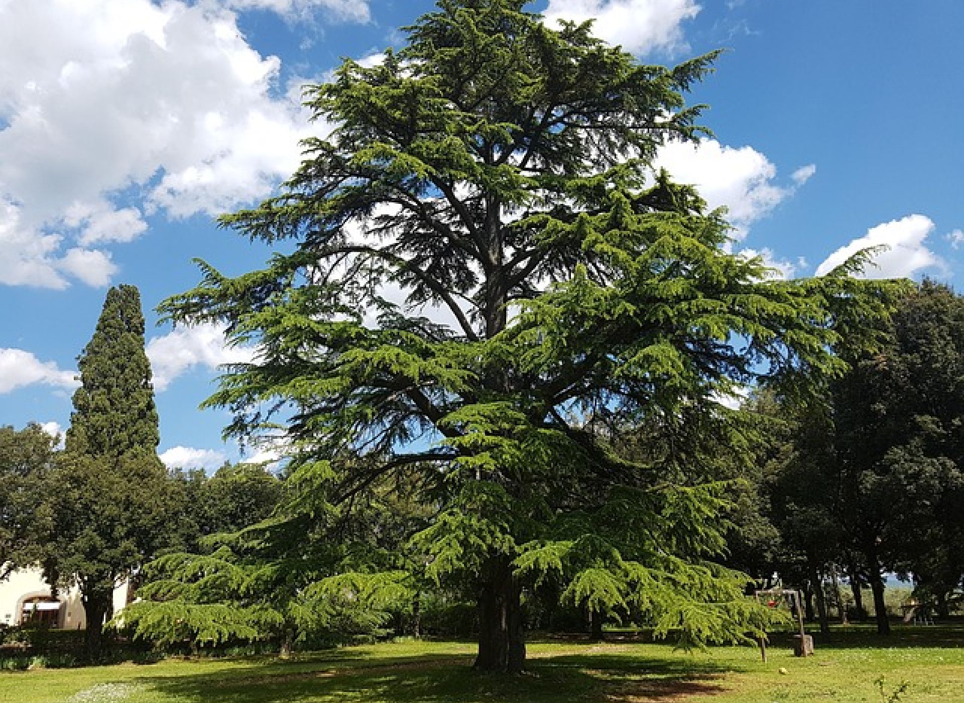 In difesa degli alberi