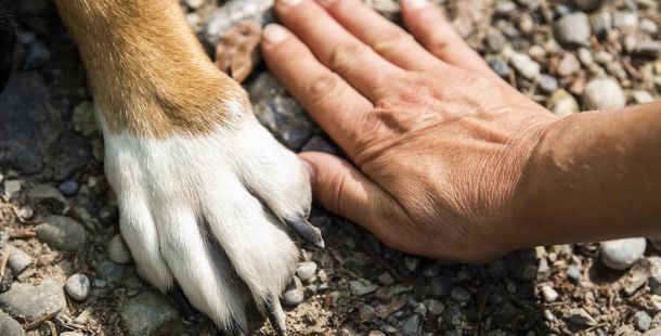 animali umani e non umani dalla proprietà alla relazione