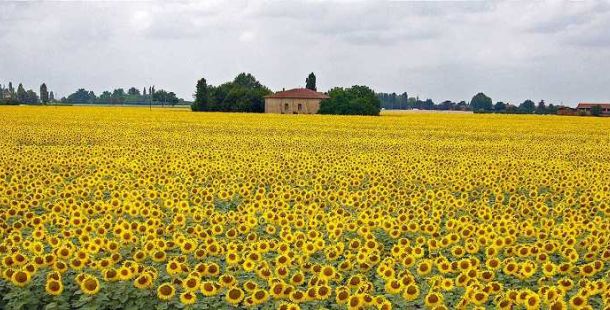 girasoli-aldo-gessi