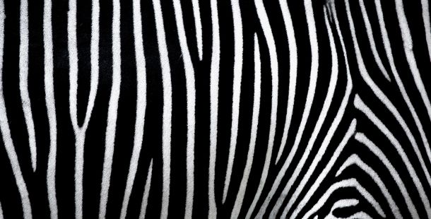 Zebra attivista per necessità