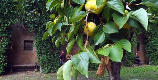 giardino-duchesse-albero-cachi-ferrara