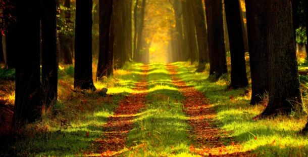 bosco foresta alberi sentiero