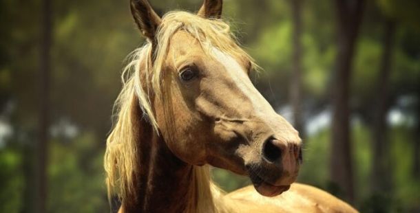 cavallo ronzino bontà