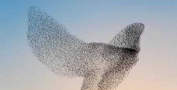 formazione-uccello-volo