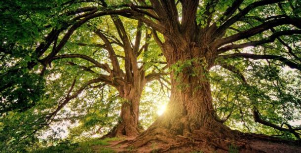 bosco alberi raggi sole