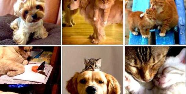 pet-tax
