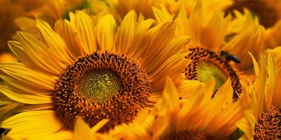 Parole a capo. Francesco Papallo: "Il tradimento dei girasoli" e altre poesie