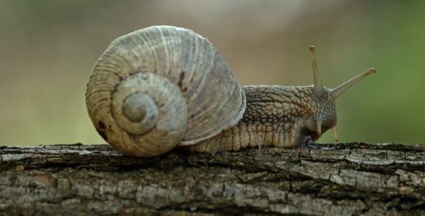 lumaca chiocciola casa