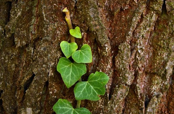 Alla caccia della Volpe Verde. Sonnambulo
