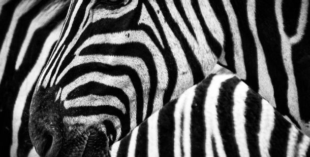 zebra. ridere fa bene