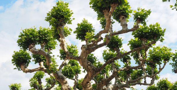 vite di carta il sicomoro di gerusalemme e l'ecocidio