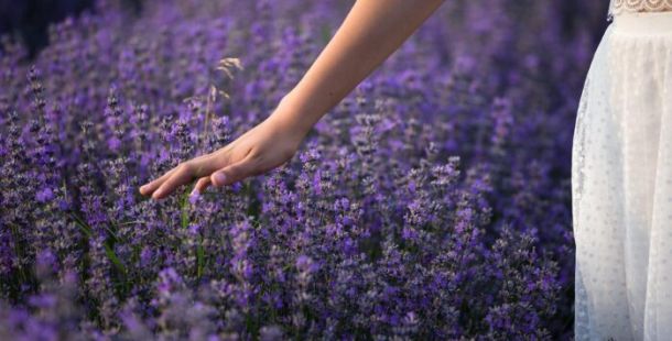 lavanda