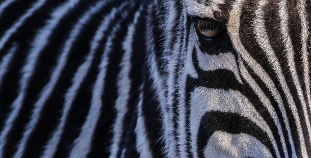 zebra una vita in rima