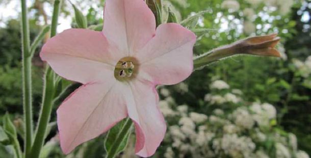 nicotiana-alata