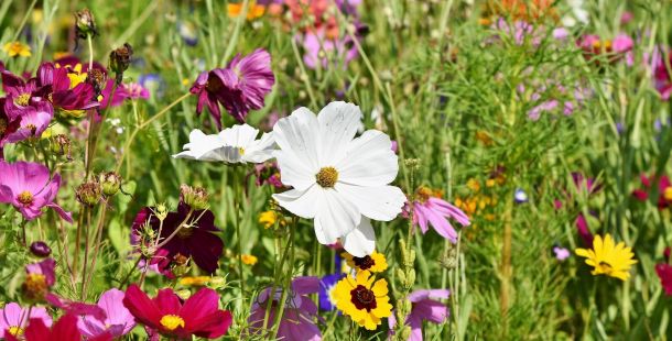 Presto di mattina nel giardino dei salmi