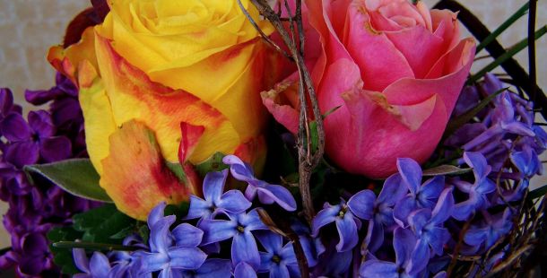 presto di mattina il giacinto e la rosa
