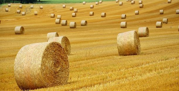 domani si va in campagna