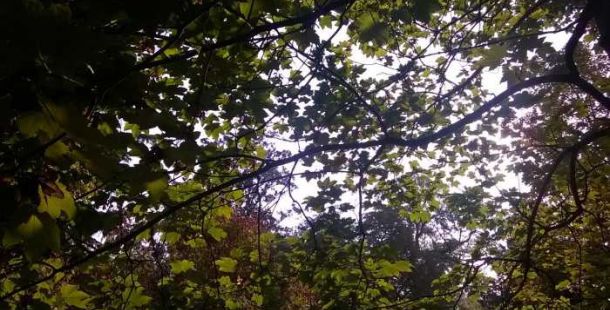 alberi-pareschi
