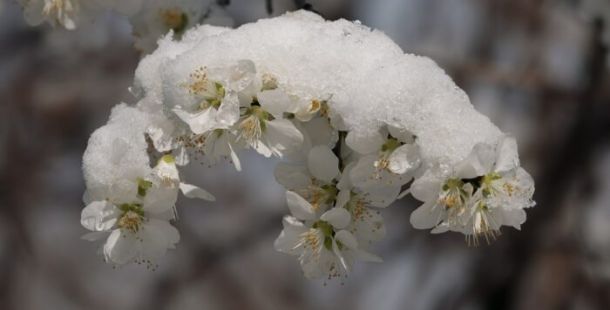 albicocco fiori neve primavera